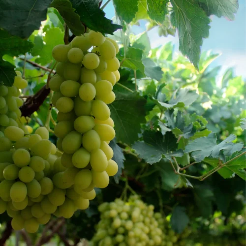 Diseño sin título (11) (1)