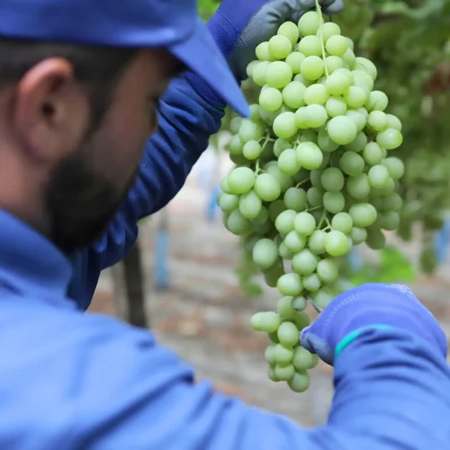 Diseño sin título (45)